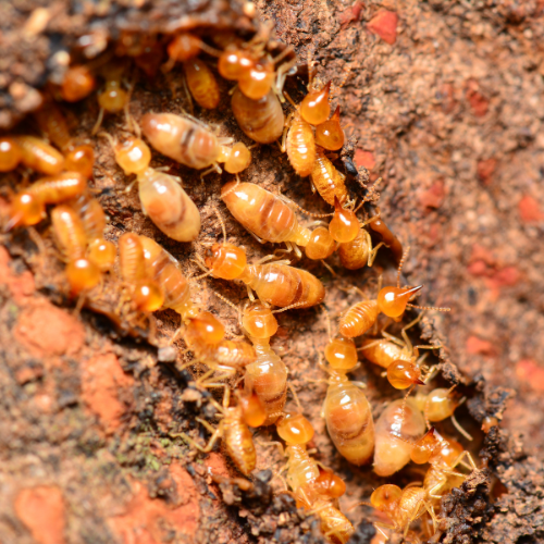 Group of Termites 