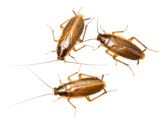 3 cockroaches as part of the crawling insect program